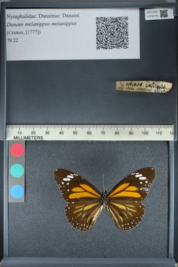 Media type: image;   Entomology 166181